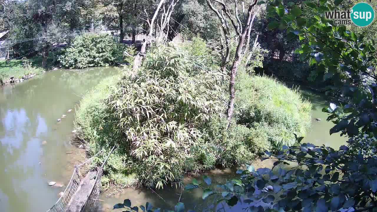 Gibón de mejillas beige Zoo Ljubljana