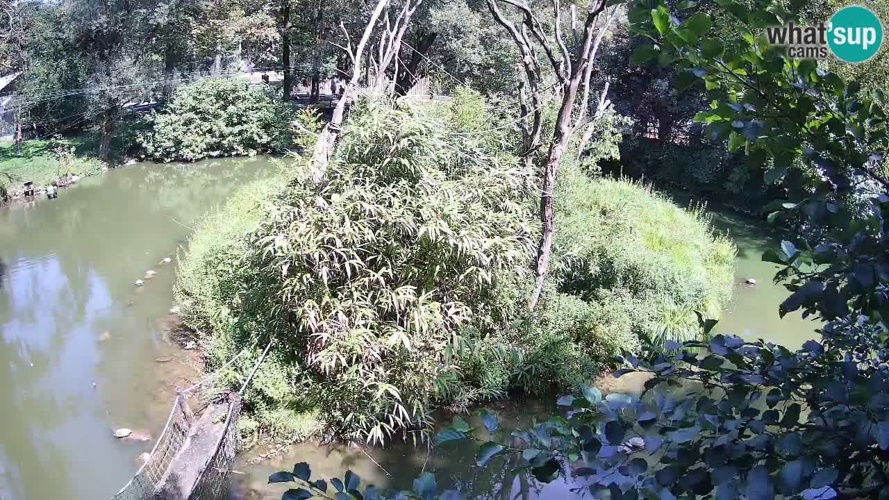 Gibbone dalle guance rosa nello ZOO di Ljubljana