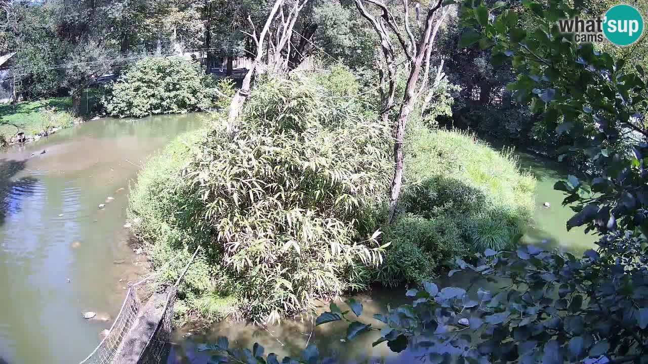 Yellow-cheeked gibbon Zoo Ljubljana livecam