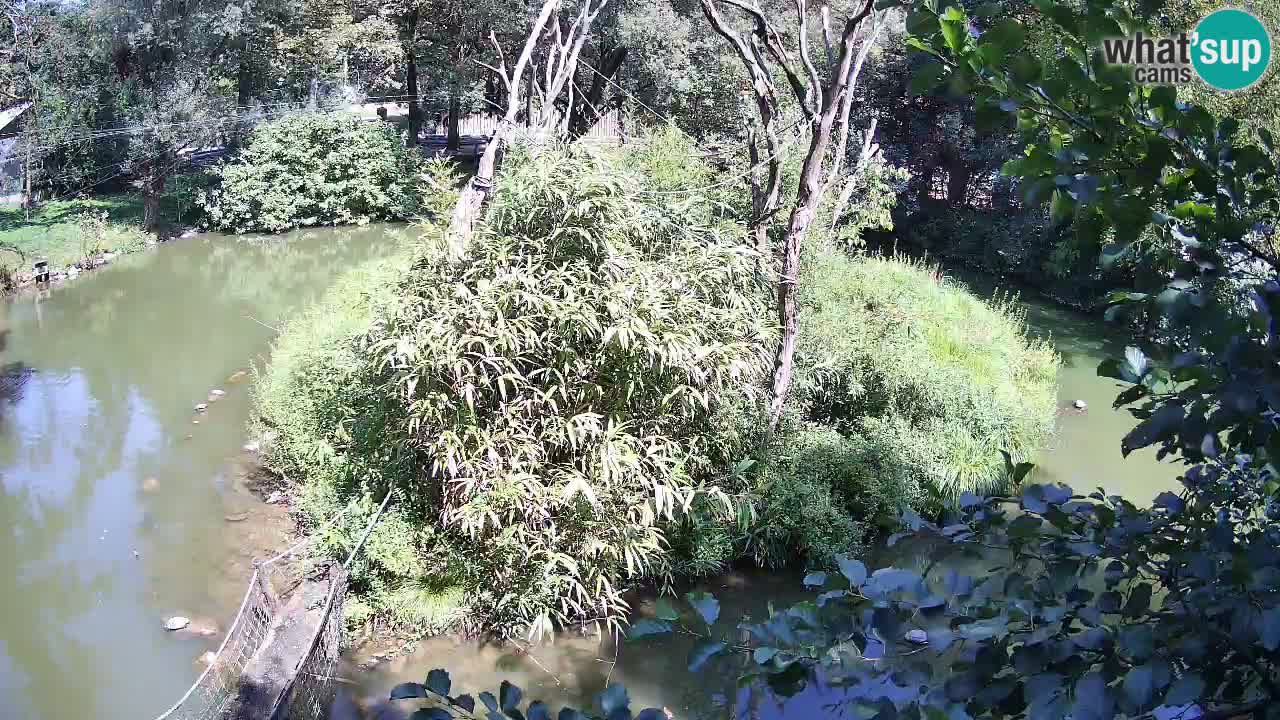 Gibón de mejillas beige Zoo Ljubljana