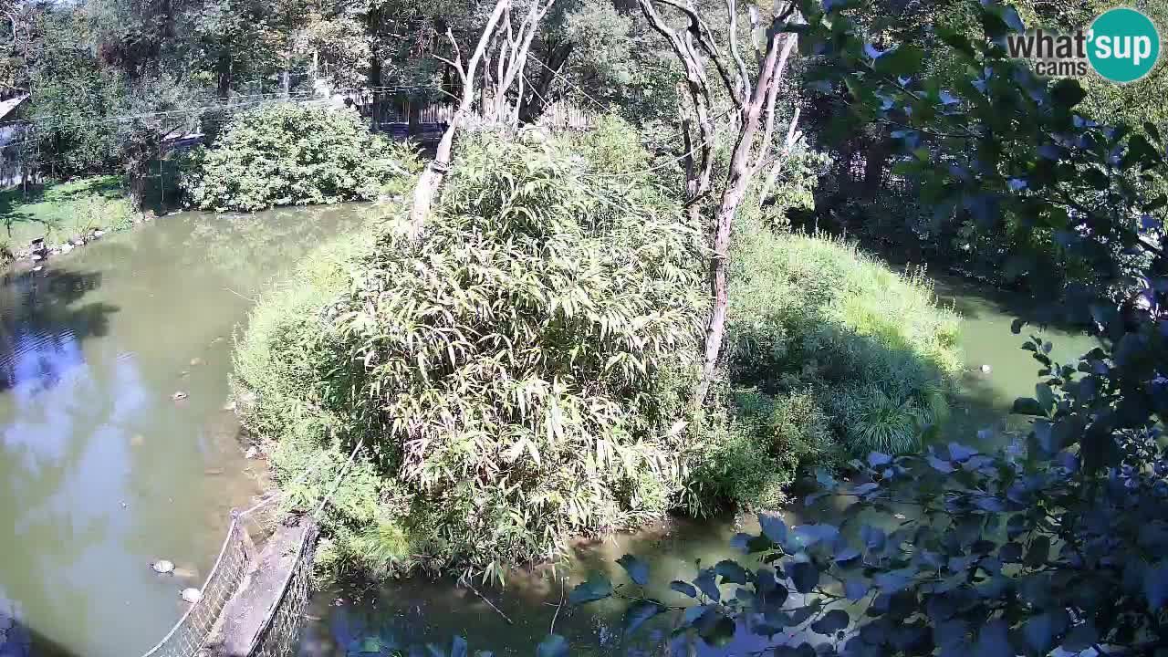Gibbone dalle guance rosa nello ZOO di Ljubljana
