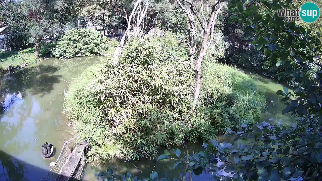 Gibbon à joues jaunes Zoo Ljubljana live cam