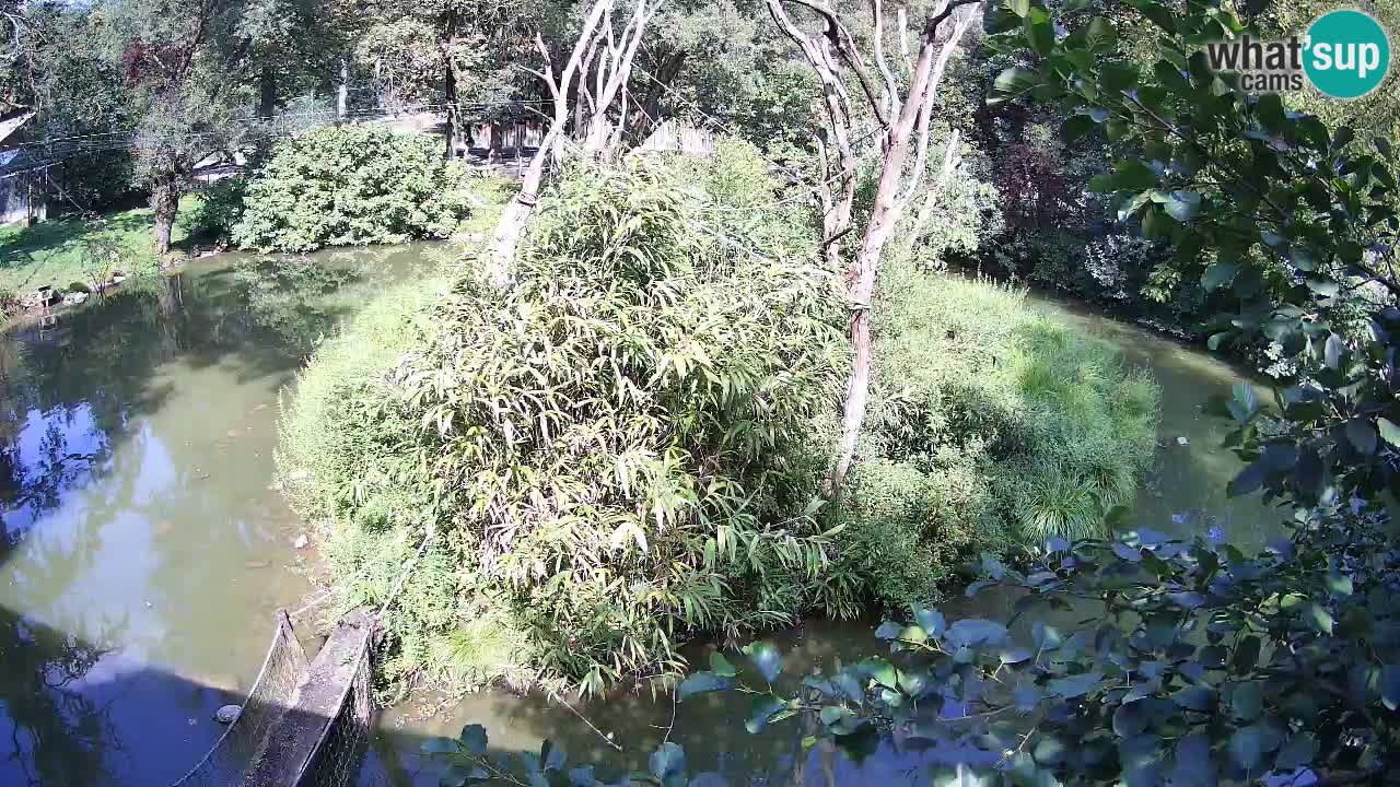 Zlatolični gibon živalski vrt Ljubljana