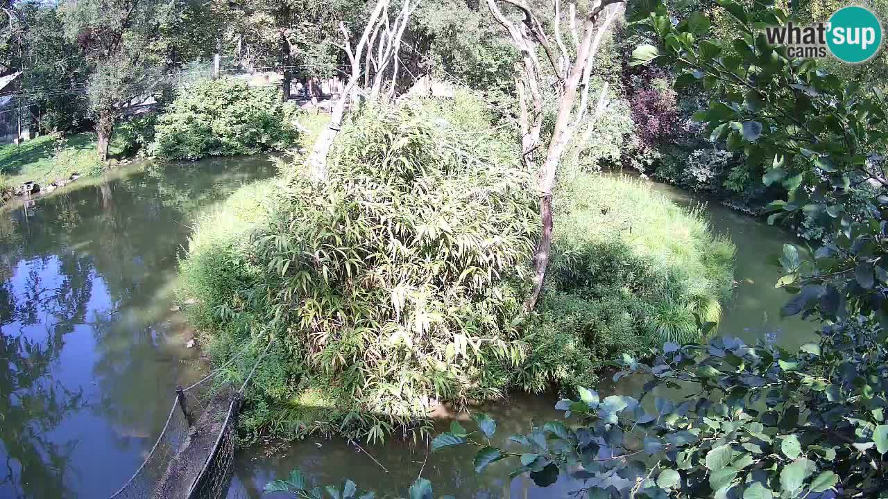 Gibon – Nomascus gabriellae – Zoo Ljubljana web kamera