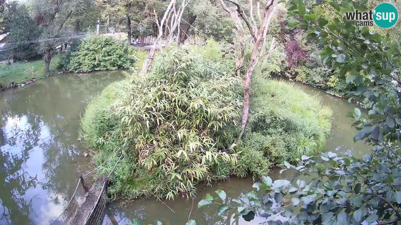 Gibbon à joues jaunes Zoo Ljubljana live cam