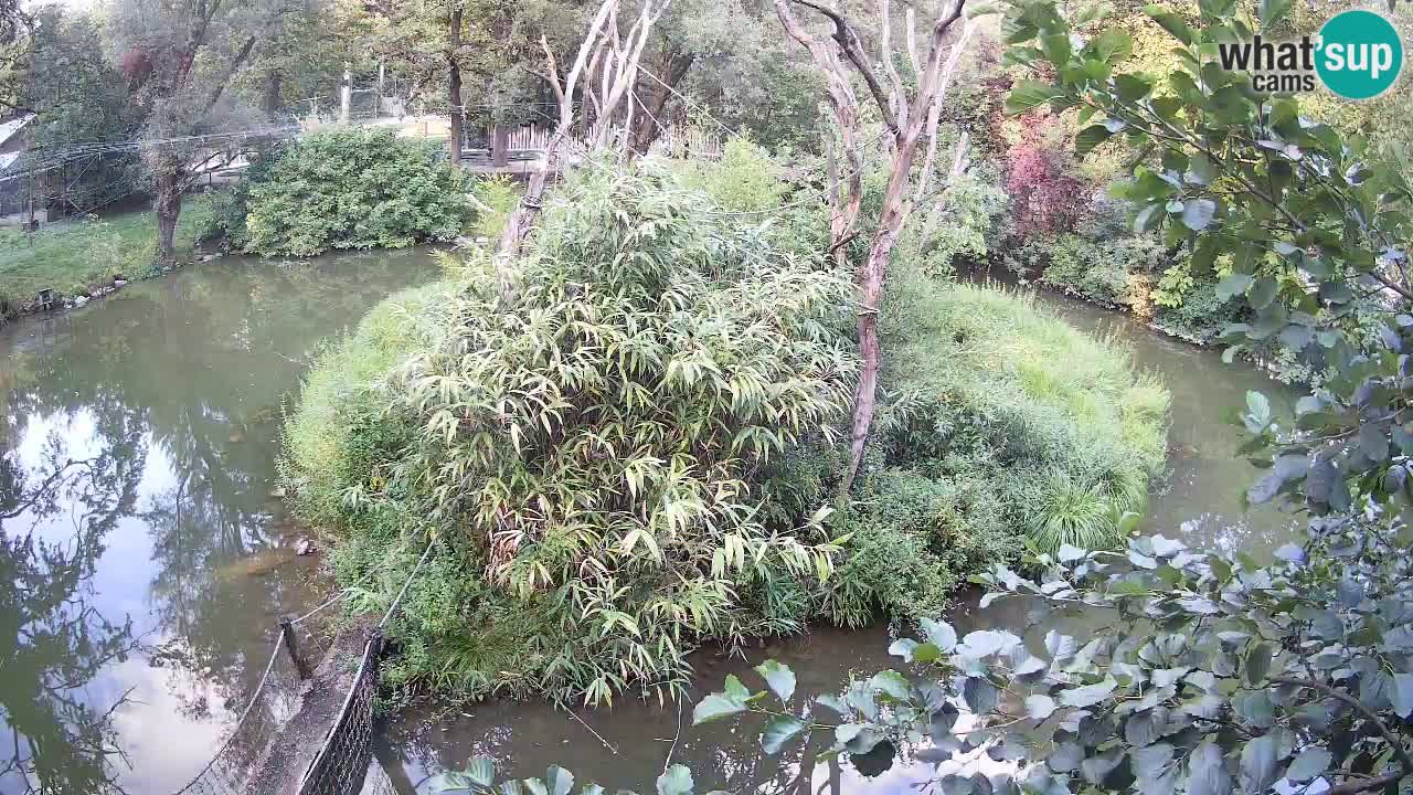 Südlicher Gelbwangen-Schopfgibbon Zoo Ljubljana webcam