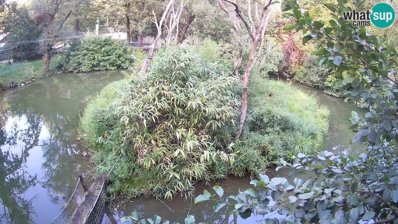Südlicher Gelbwangen-Schopfgibbon Zoo Ljubljana webcam