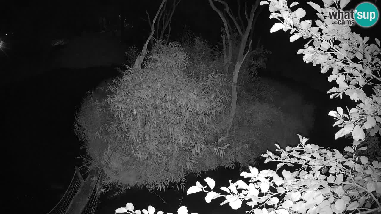 Yellow-cheeked gibbon Zoo Ljubljana livecam