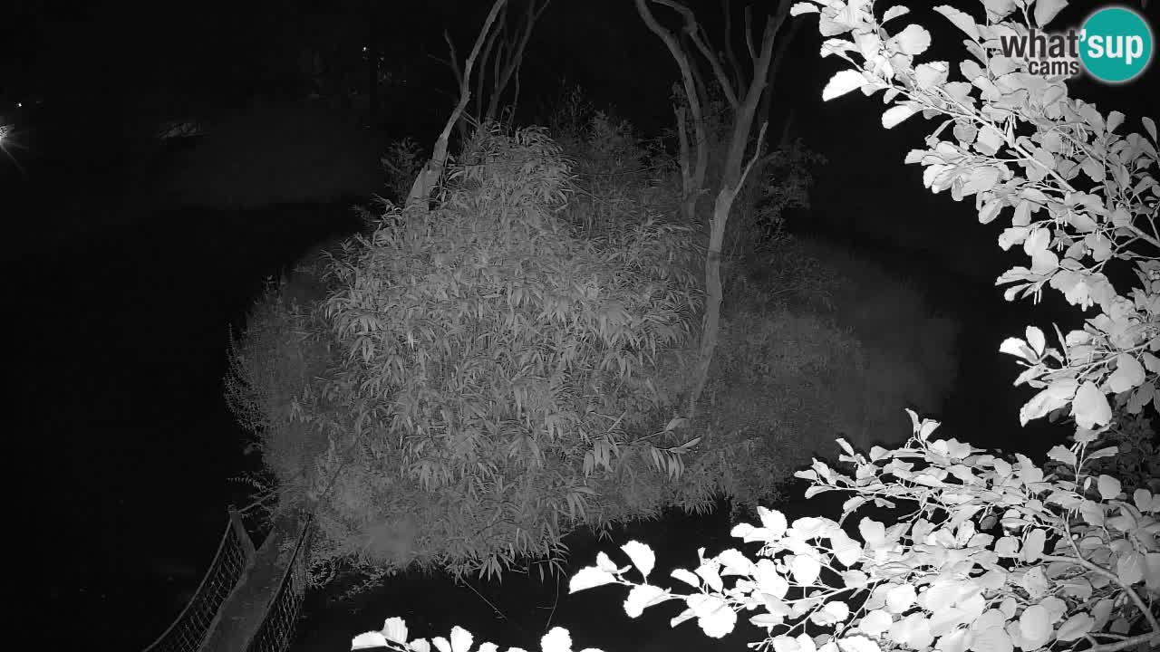 Südlicher Gelbwangen-Schopfgibbon Zoo Ljubljana webcam