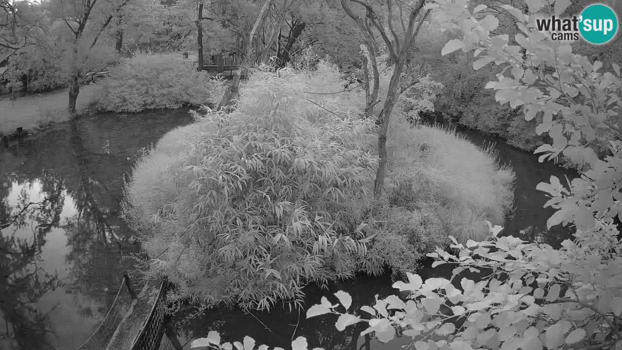 Gibón de mejillas beige Zoo Ljubljana
