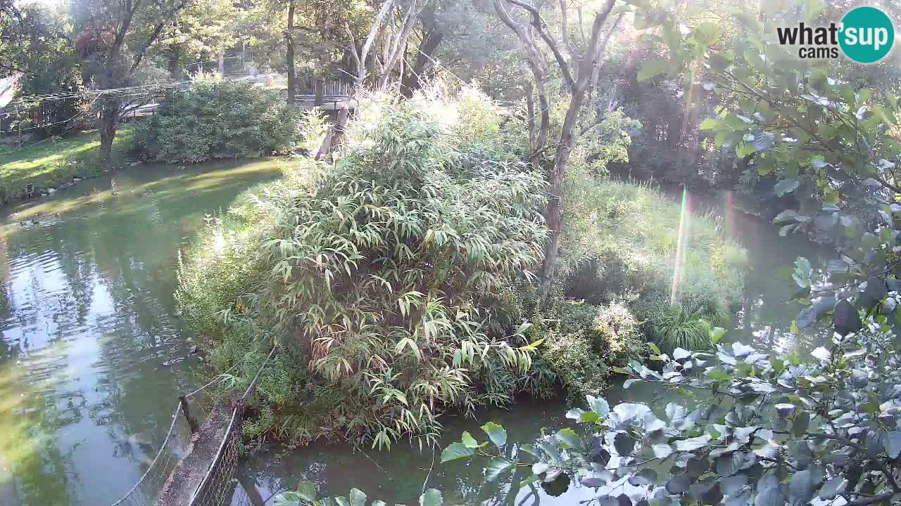 Gibbon à joues jaunes Zoo Ljubljana live cam