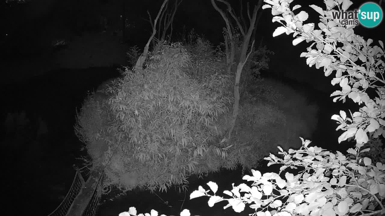 Yellow-cheeked gibbon Zoo Ljubljana livecam