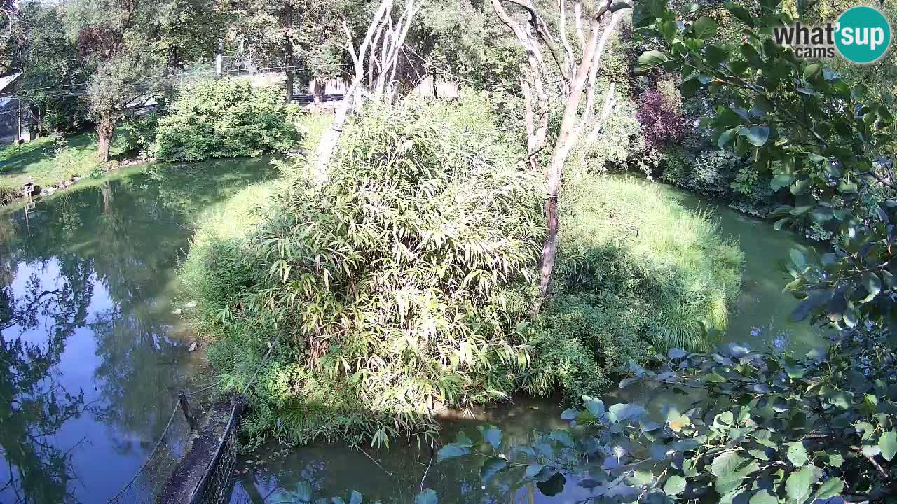 Yellow-cheeked gibbon Zoo Ljubljana livecam