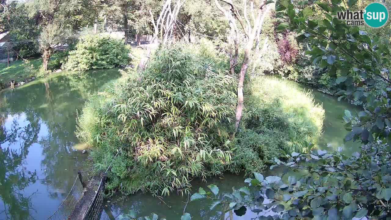 Yellow-cheeked gibbon Zoo Ljubljana livecam