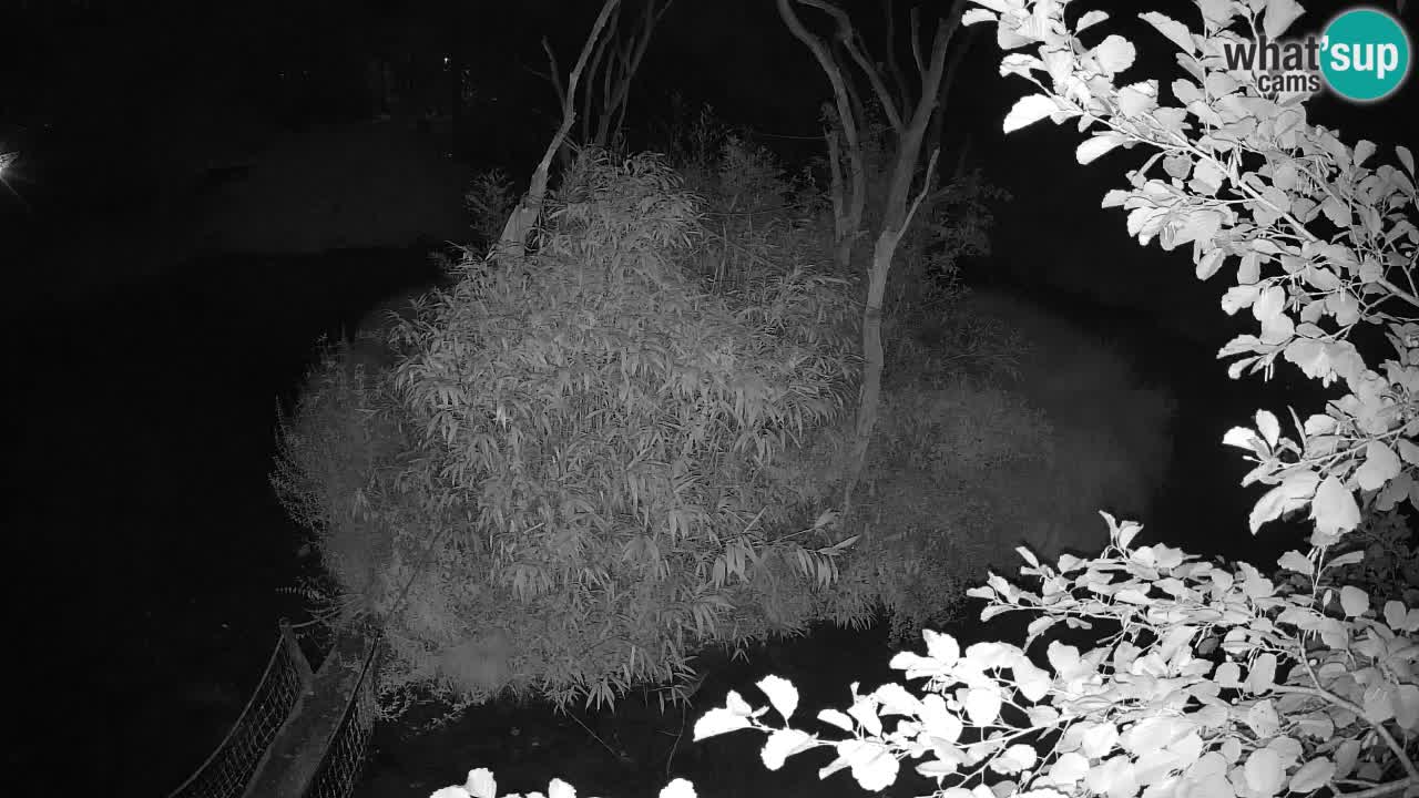 Yellow-cheeked gibbon Zoo Ljubljana livecam