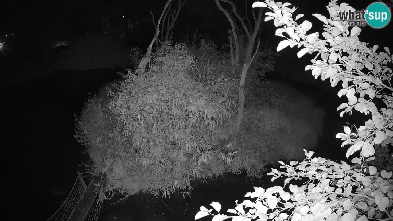 Yellow-cheeked gibbon Zoo Ljubljana livecam