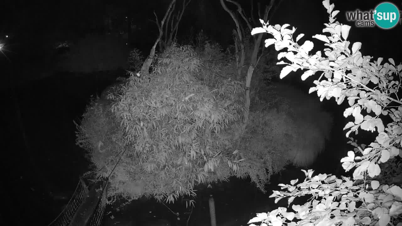 Yellow-cheeked gibbon Zoo Ljubljana livecam