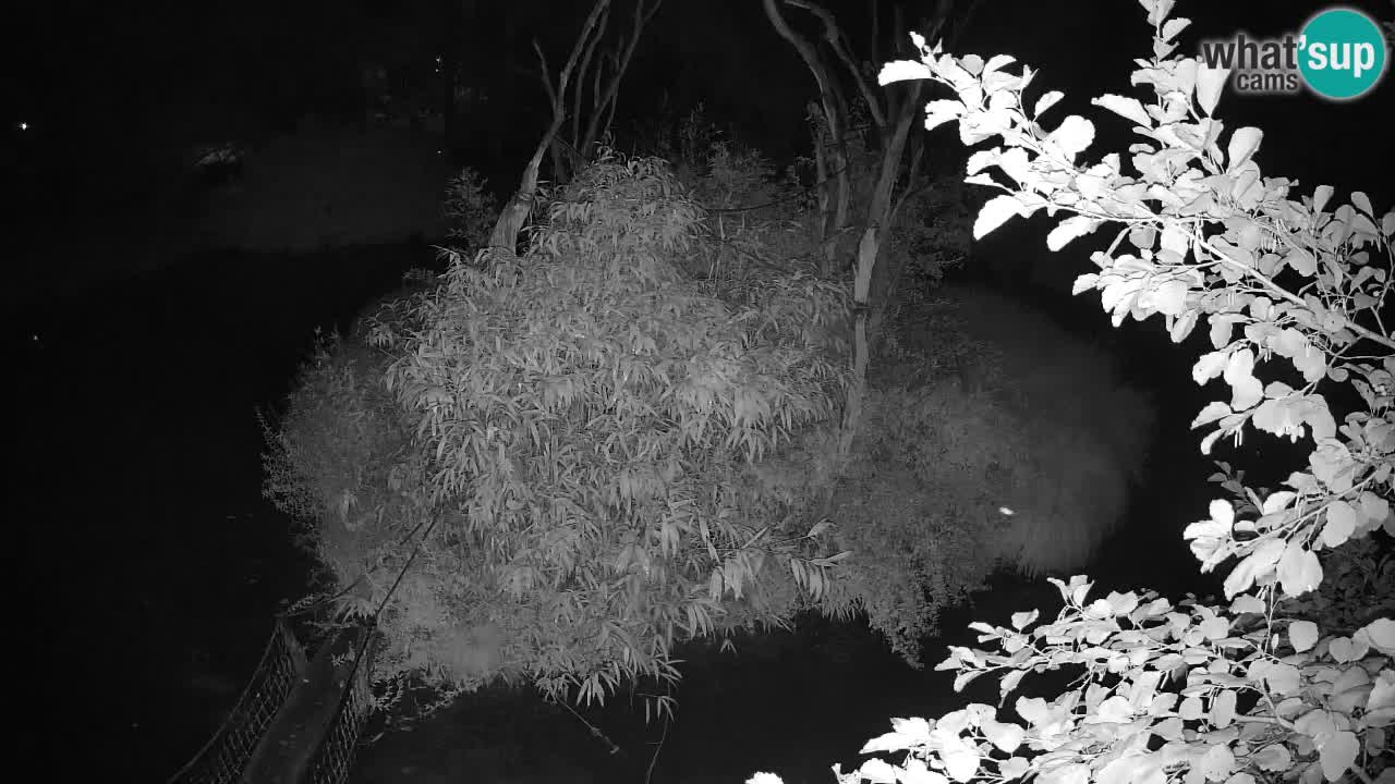 Südlicher Gelbwangen-Schopfgibbon Zoo Ljubljana webcam