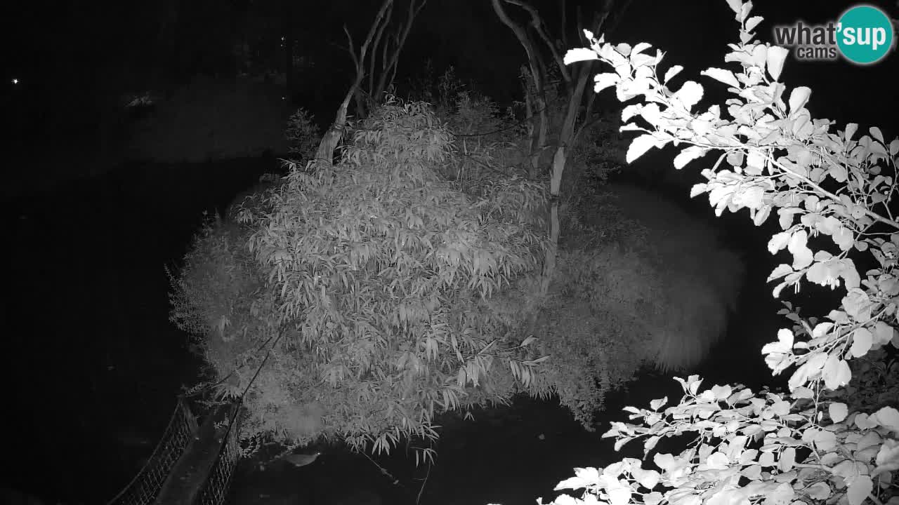 Gibbon à joues jaunes Zoo Ljubljana live cam