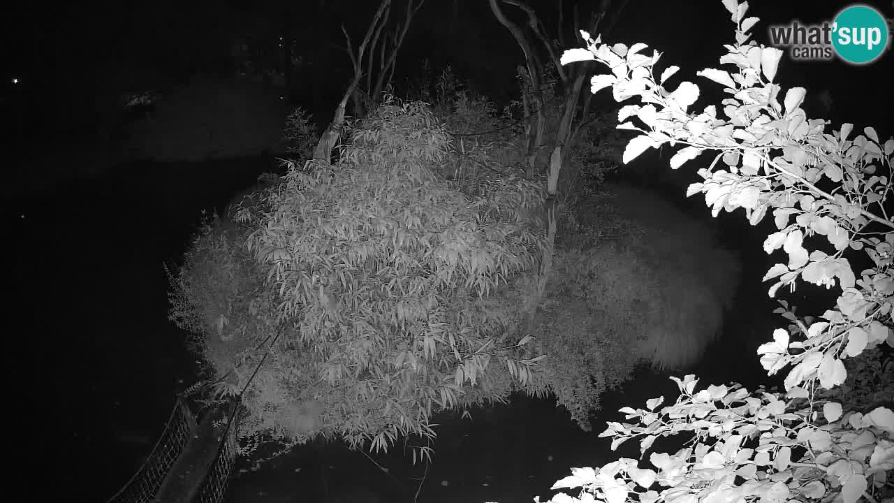 Südlicher Gelbwangen-Schopfgibbon Zoo Ljubljana webcam