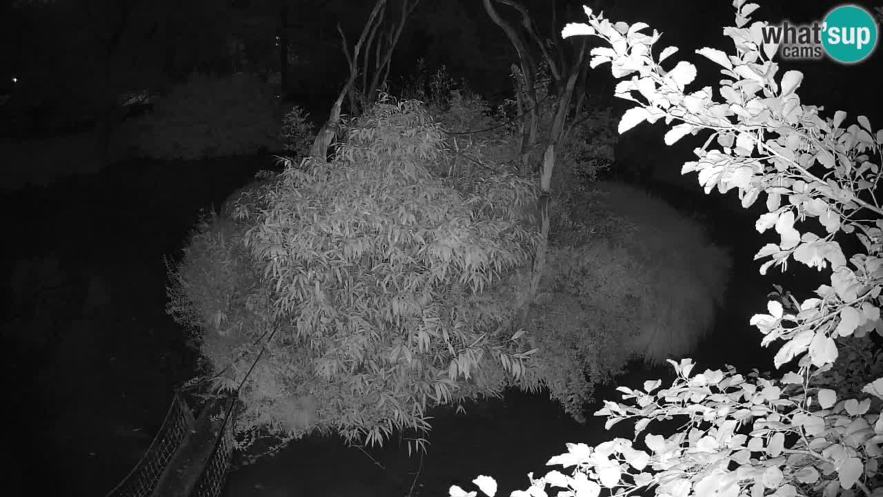 Südlicher Gelbwangen-Schopfgibbon Zoo Ljubljana webcam