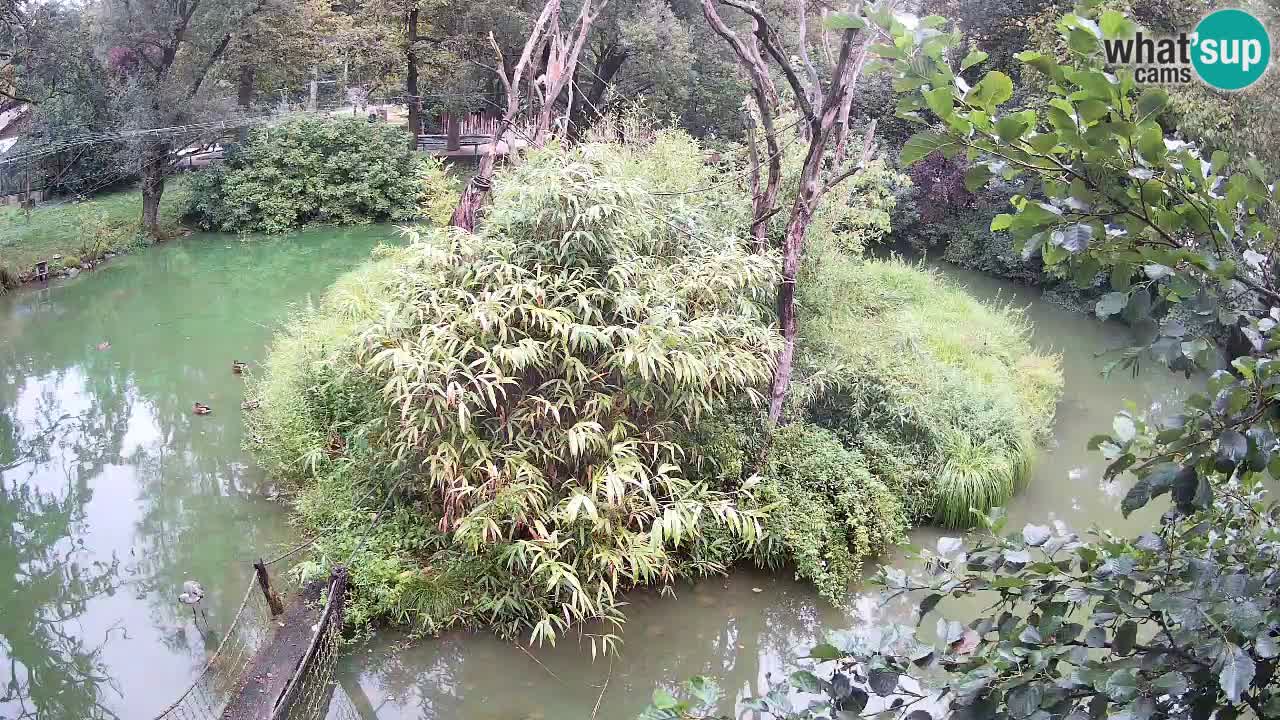 Südlicher Gelbwangen-Schopfgibbon Zoo Ljubljana webcam