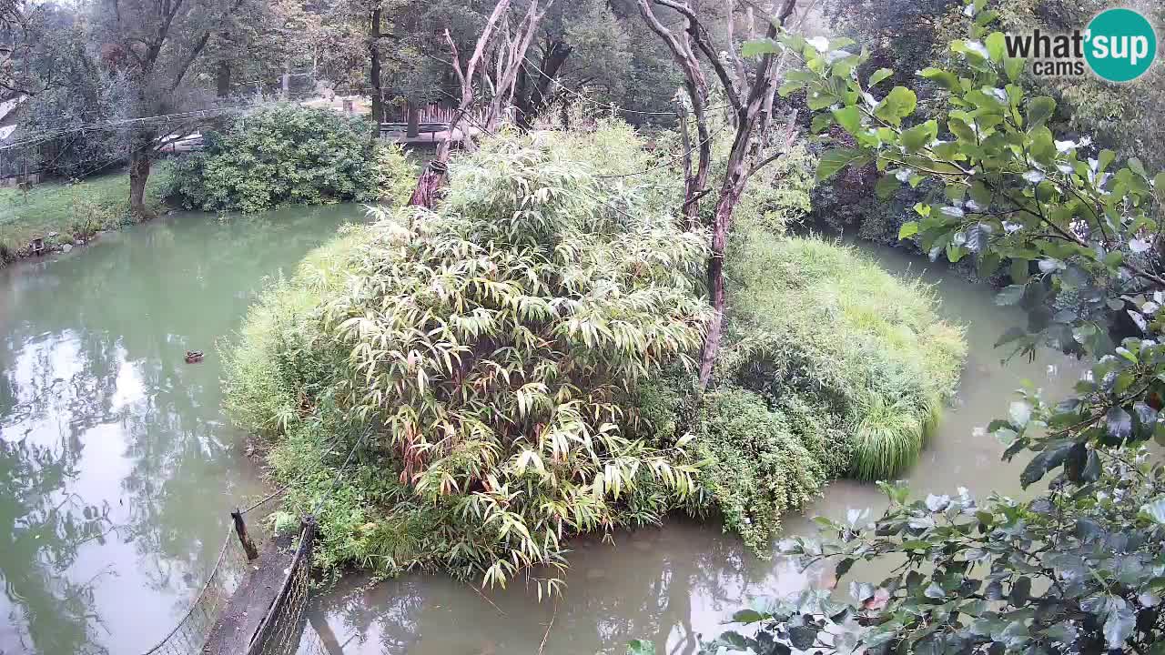 Gibbon à joues jaunes Zoo Ljubljana live cam