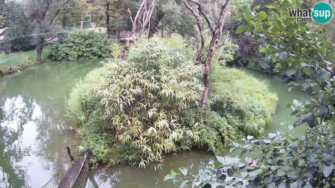 Gibbon à joues jaunes Zoo Ljubljana live cam