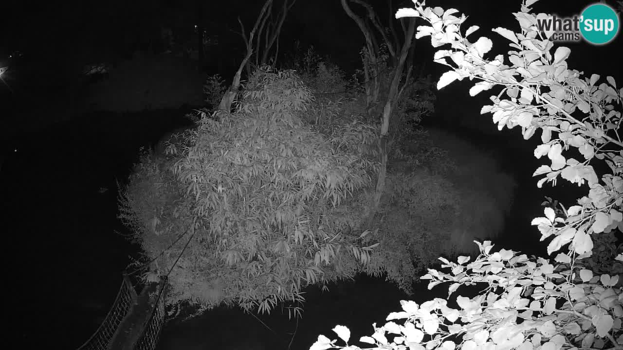 Yellow-cheeked gibbon Zoo Ljubljana livecam