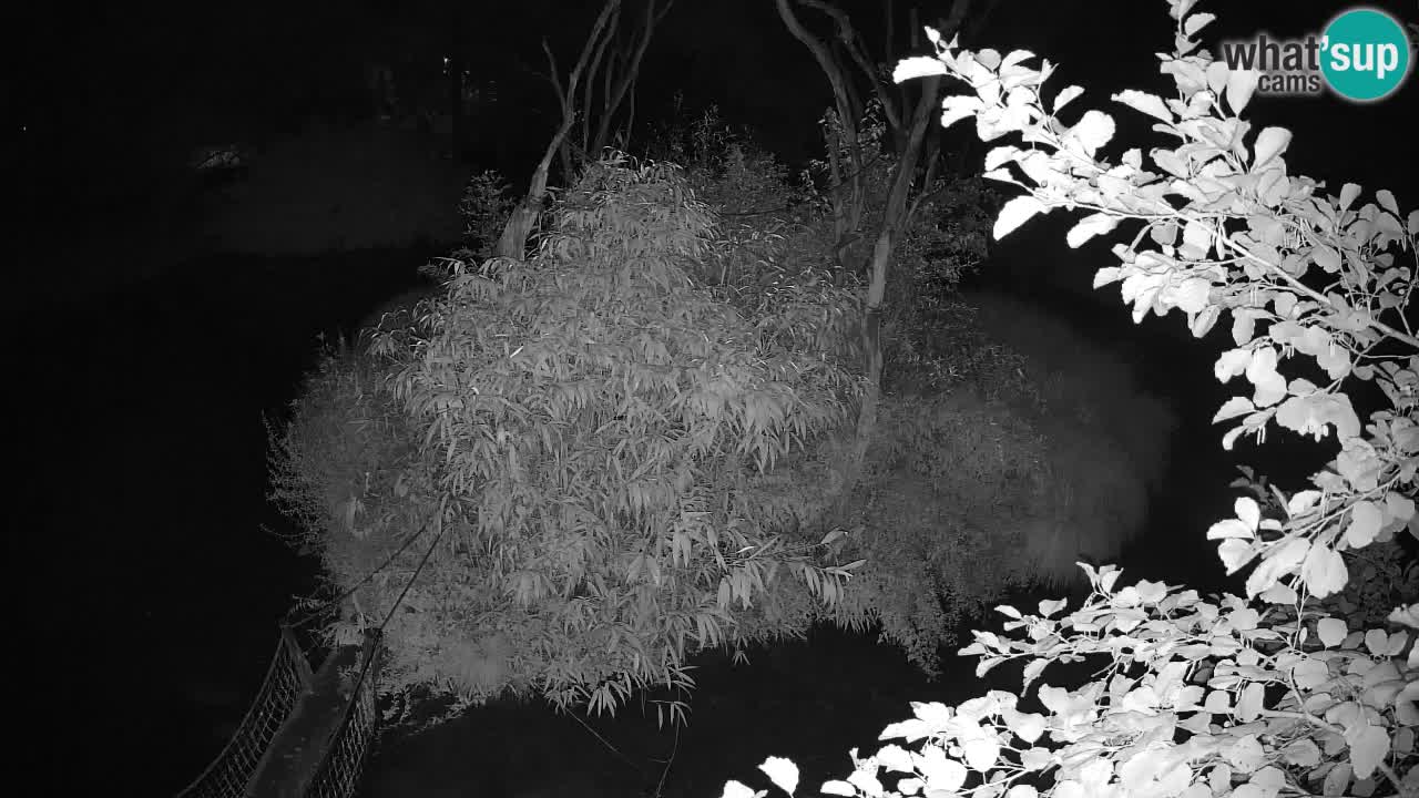 Yellow-cheeked gibbon Zoo Ljubljana livecam
