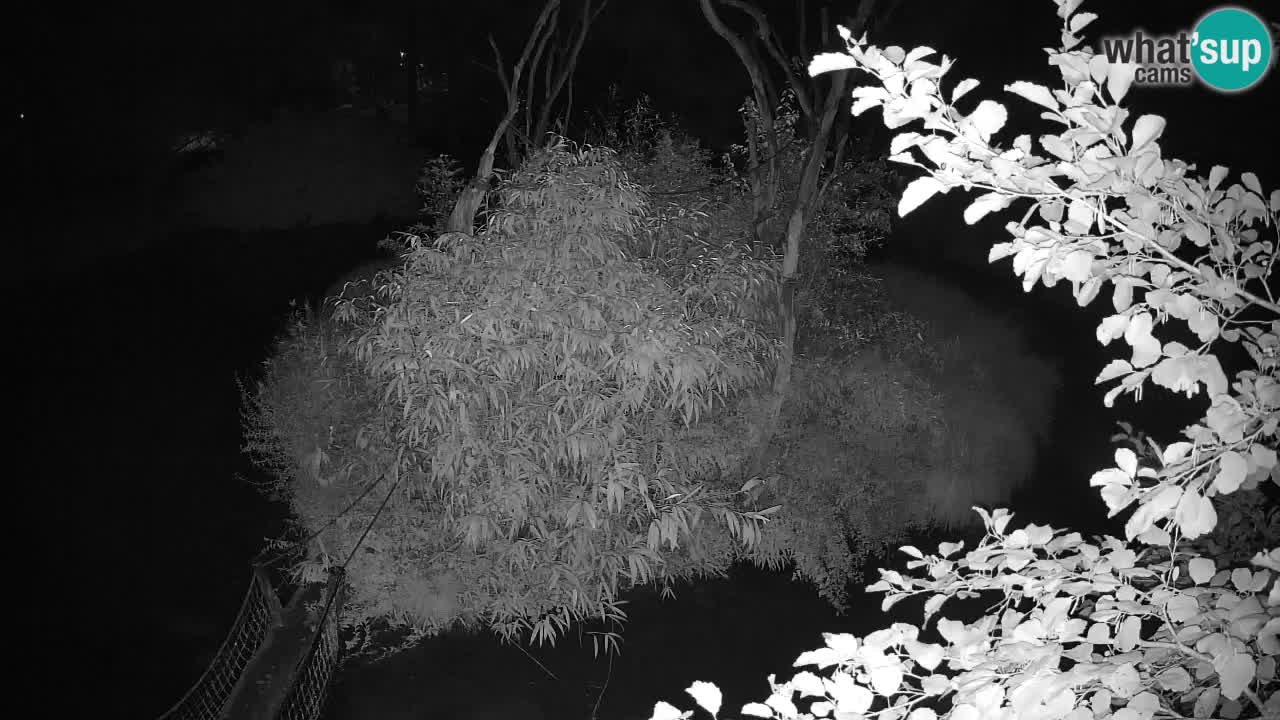Gibbon à joues jaunes Zoo Ljubljana live cam