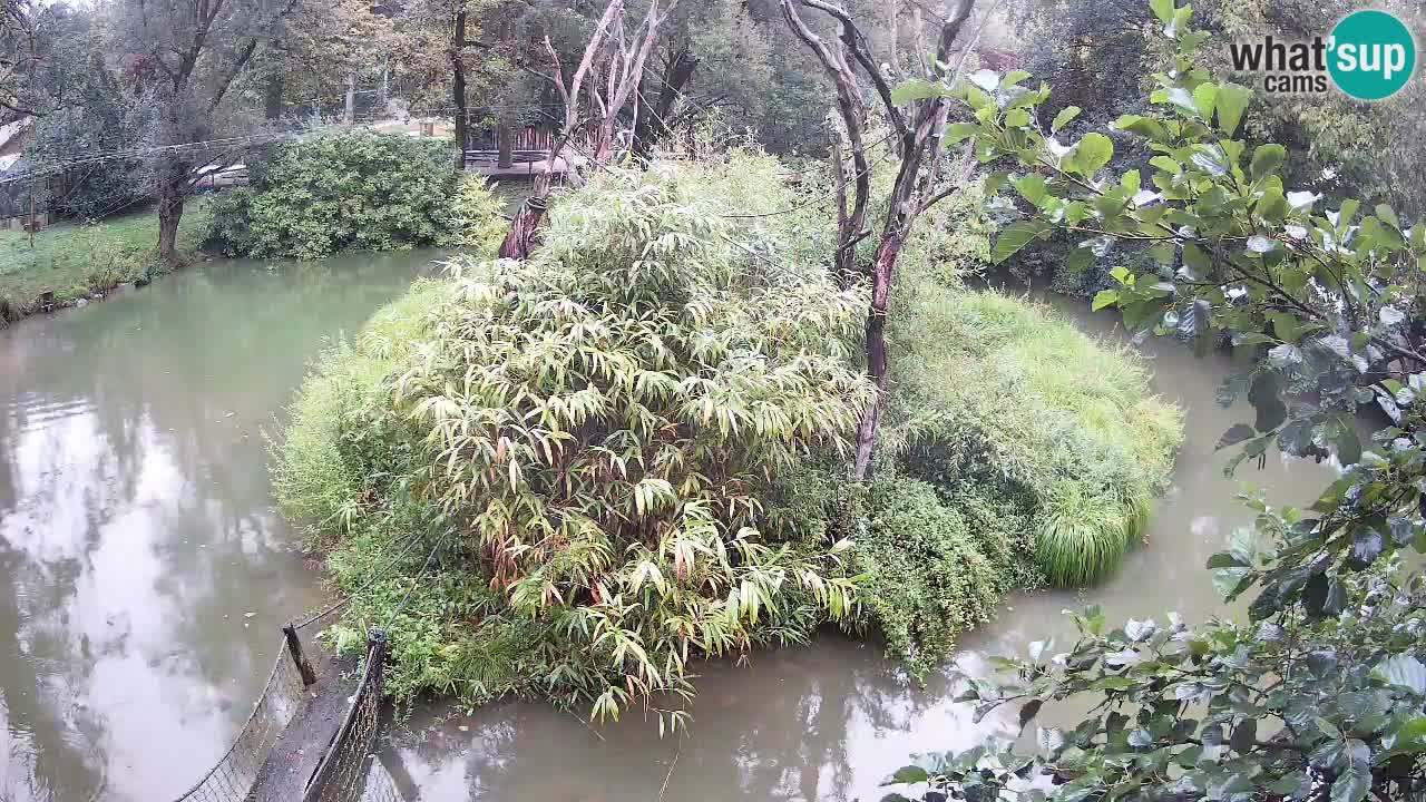 Gibbon à joues jaunes Zoo Ljubljana live cam