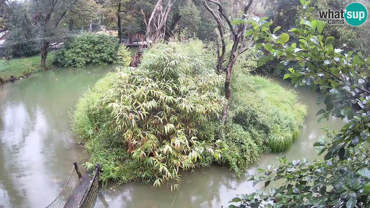 Gibbon à joues jaunes Zoo Ljubljana live cam