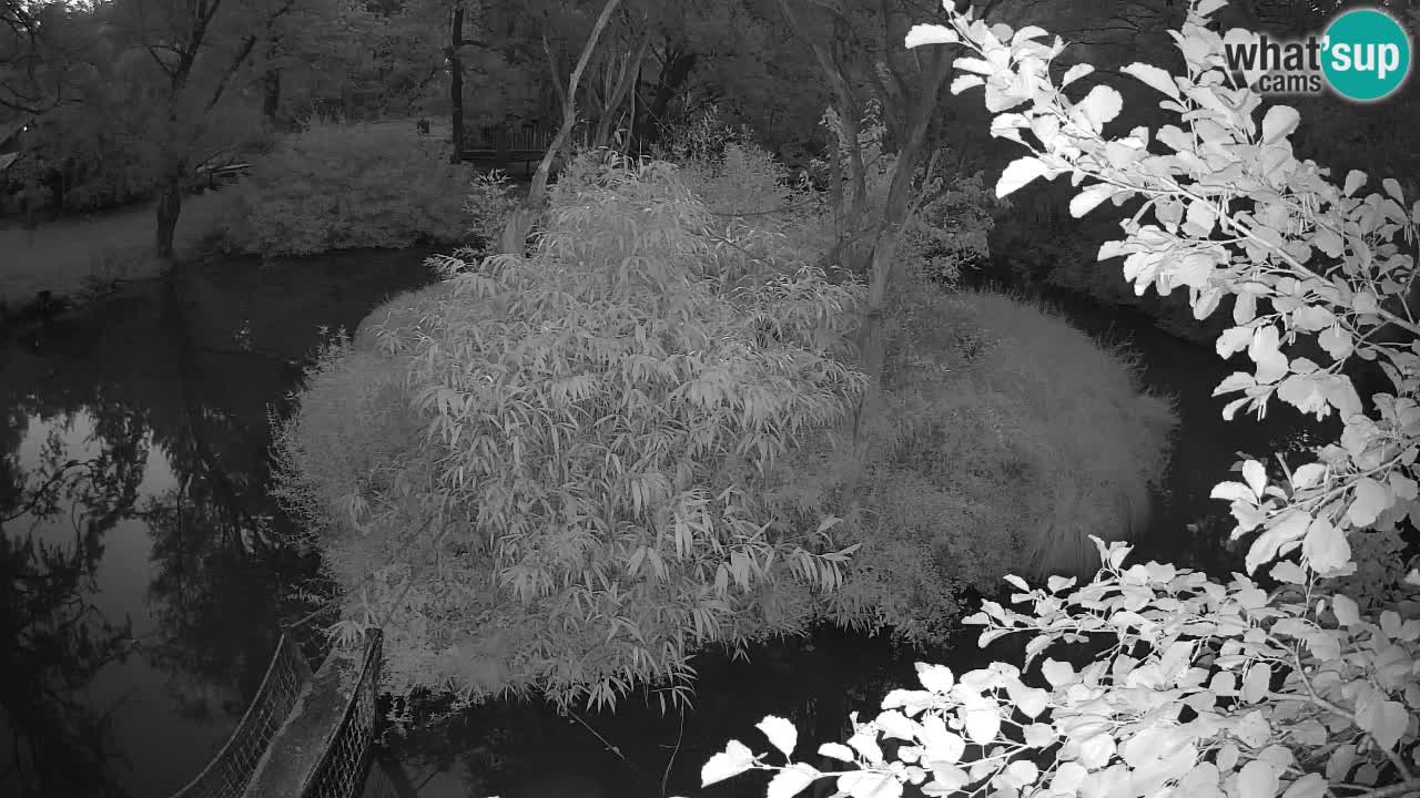 Südlicher Gelbwangen-Schopfgibbon Zoo Ljubljana webcam