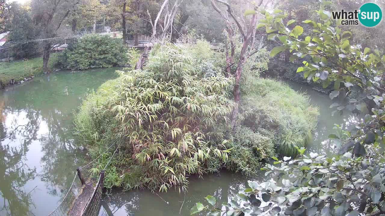 Yellow-cheeked gibbon Zoo Ljubljana livecam