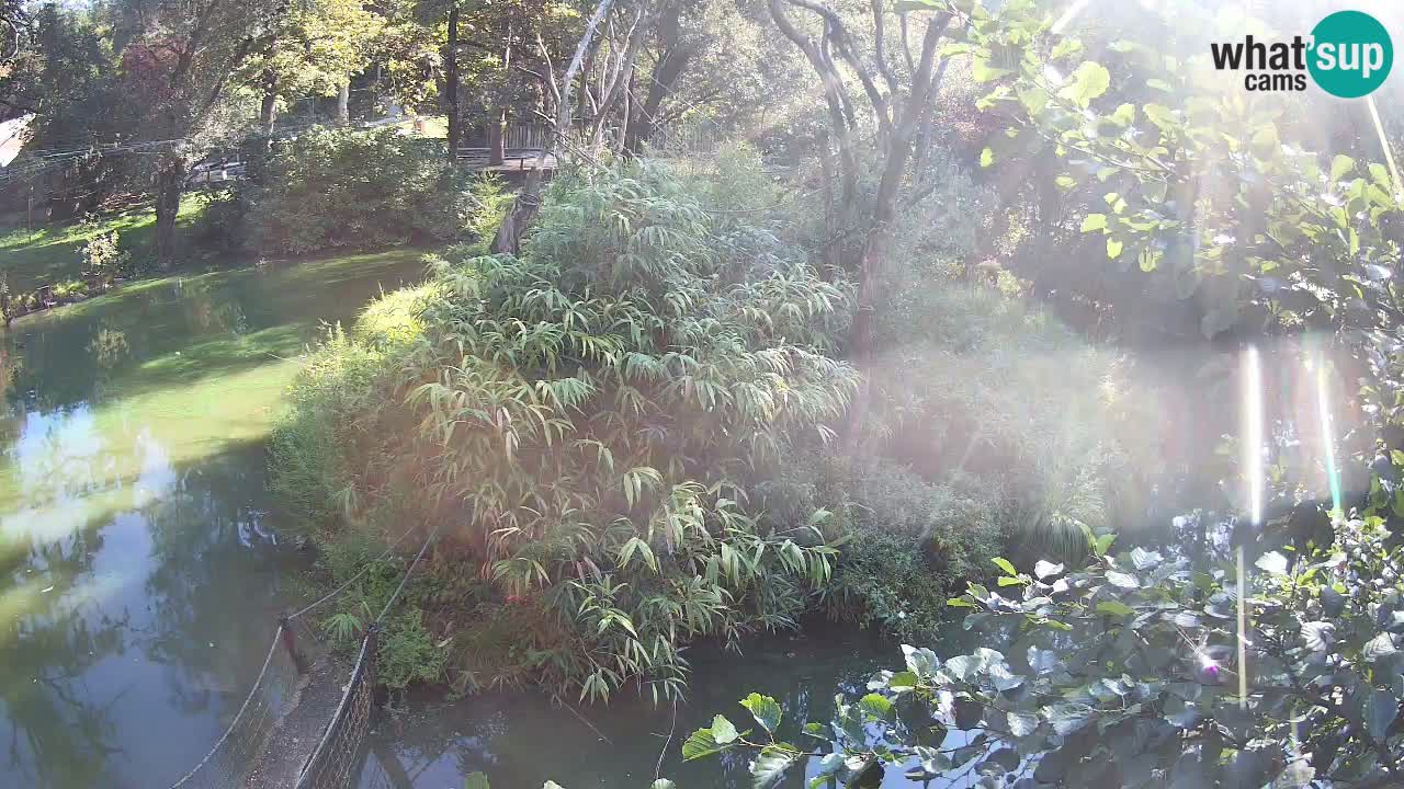 Südlicher Gelbwangen-Schopfgibbon Zoo Ljubljana webcam