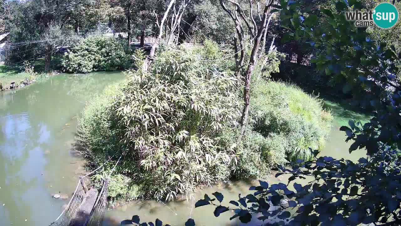 Yellow-cheeked gibbon Zoo Ljubljana livecam