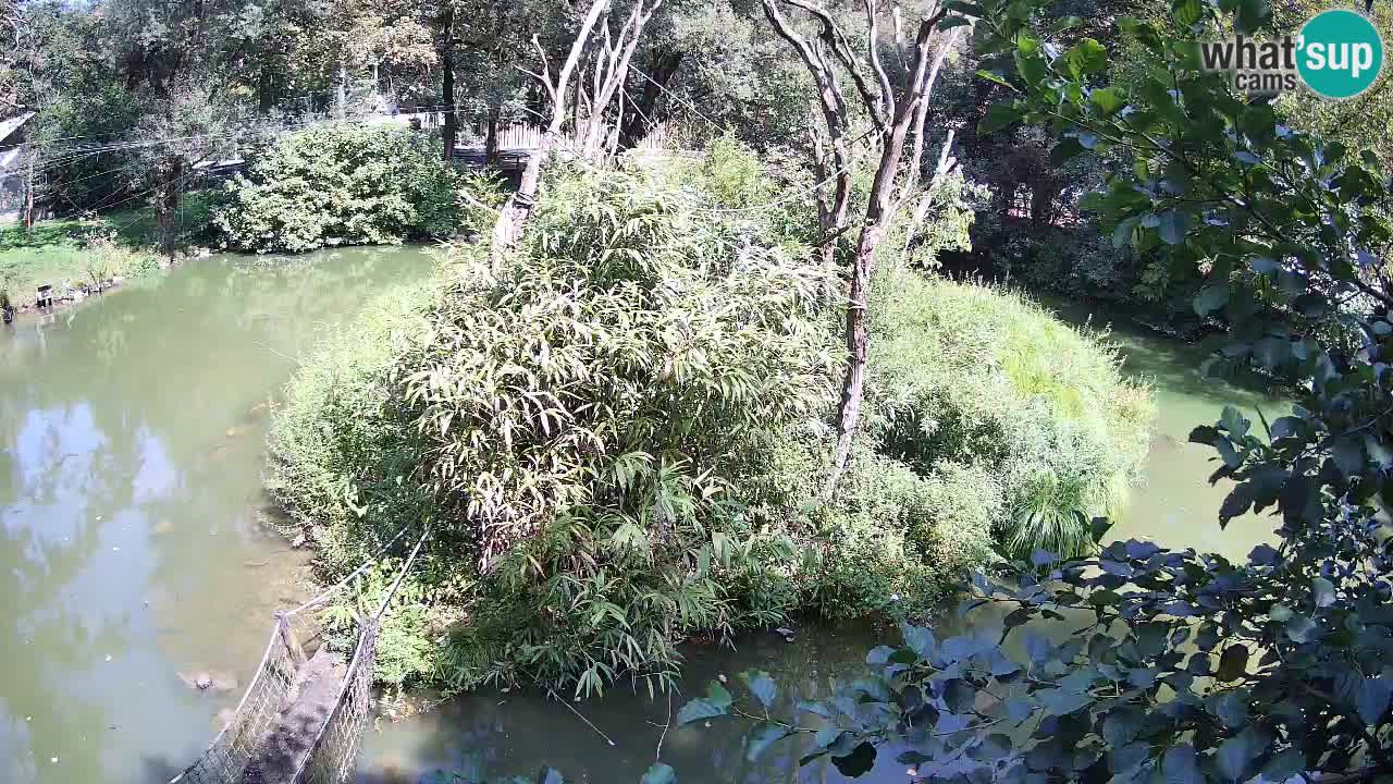 Gibon – Nomascus gabriellae – Zoo Ljubljana web kamera