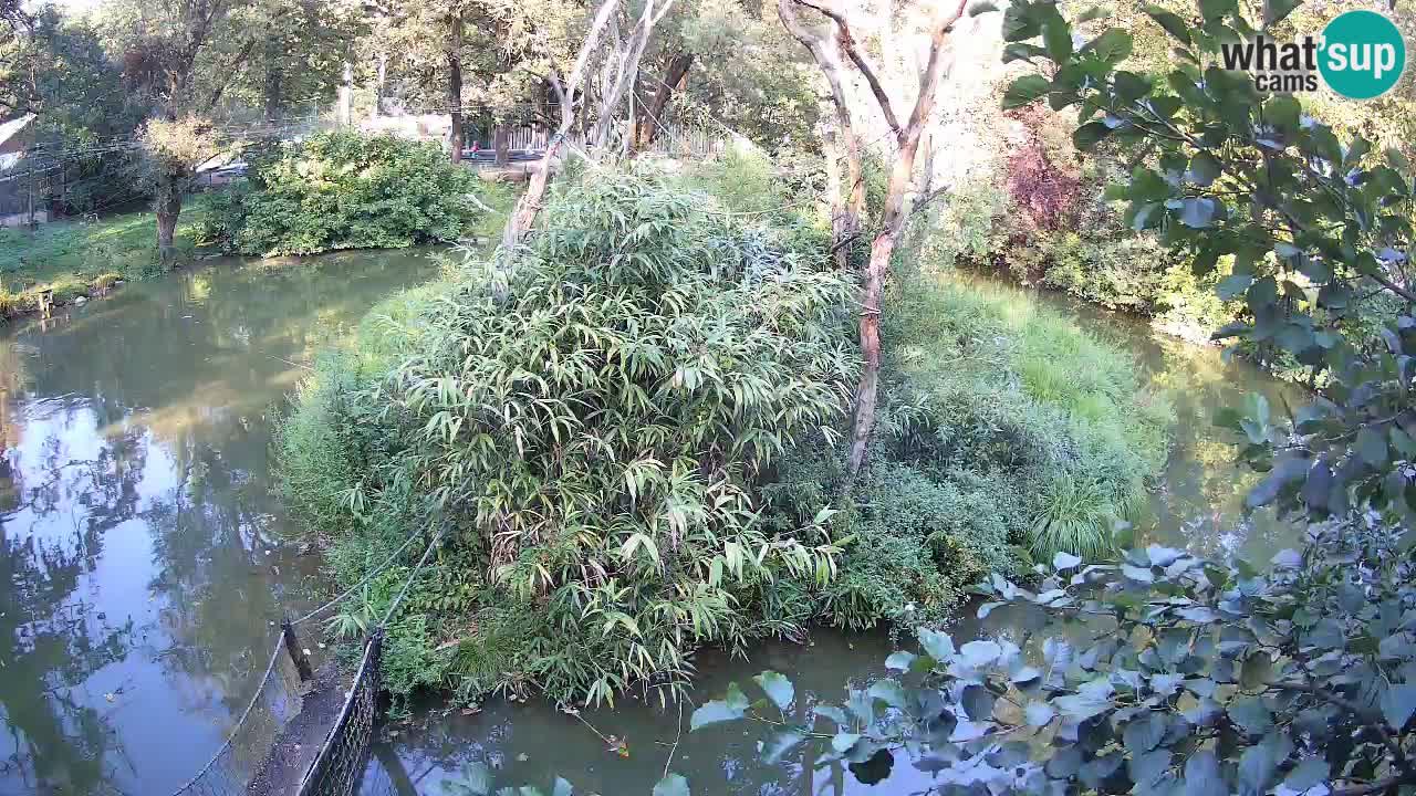 Gibon – Nomascus gabriellae – Zoo Ljubljana web kamera