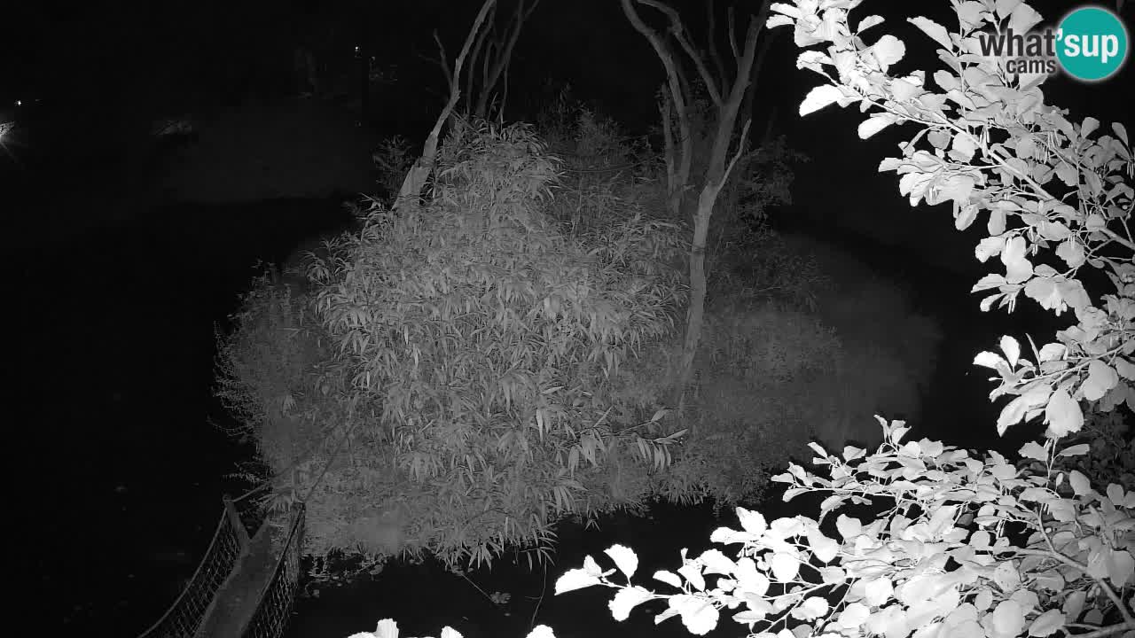 Gibon – Nomascus gabriellae – Zoo Ljubljana web kamera