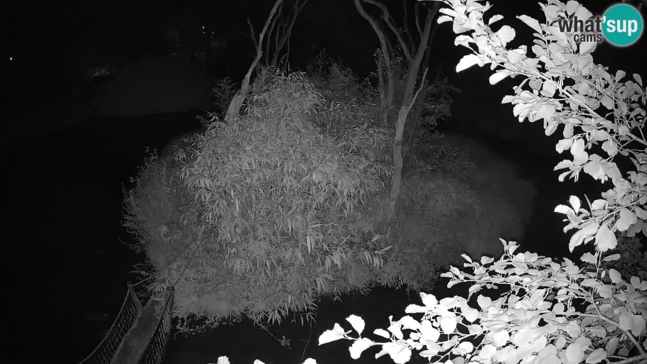 Gibon – Nomascus gabriellae – Zoo Ljubljana web kamera