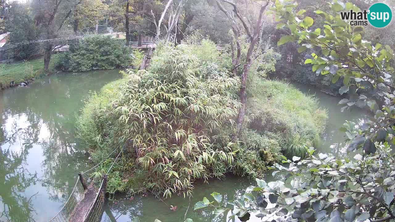 Gibbone dalle guance rosa nello ZOO di Ljubljana