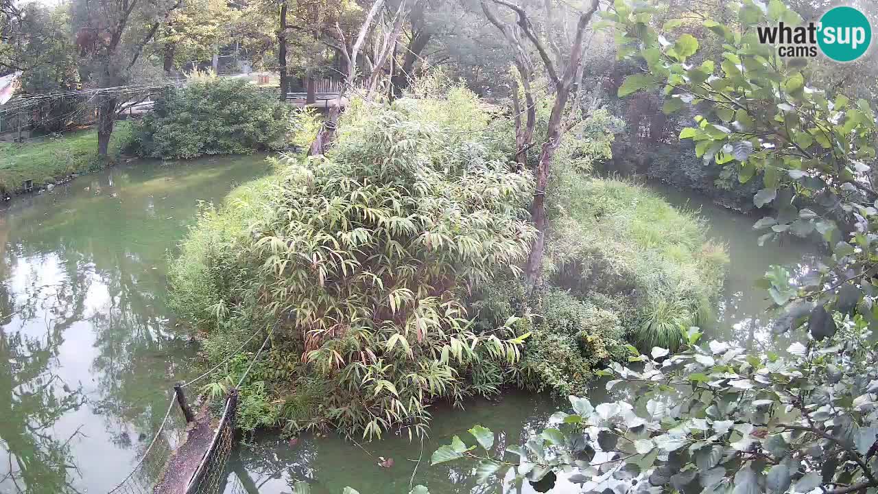 Gibon – Nomascus gabriellae – Zoo Ljubljana web kamera
