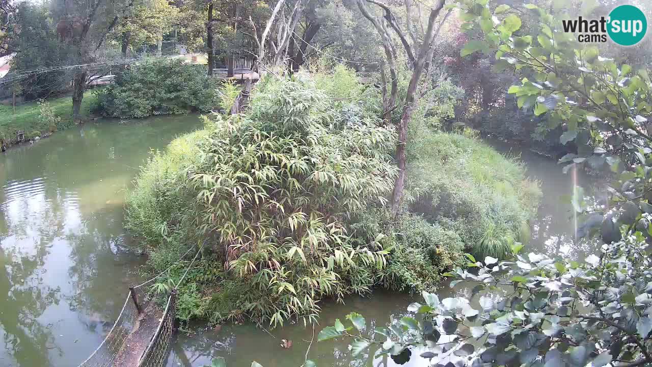 Südlicher Gelbwangen-Schopfgibbon Zoo Ljubljana webcam