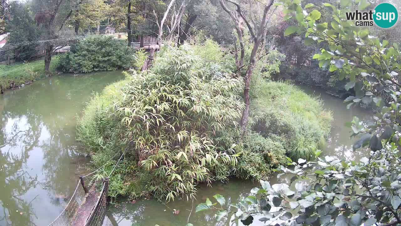 Südlicher Gelbwangen-Schopfgibbon Zoo Ljubljana webcam