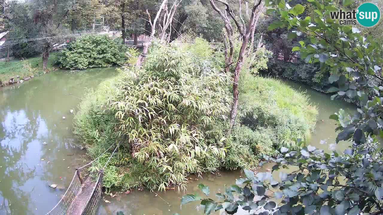 Gibbone dalle guance rosa nello ZOO di Ljubljana