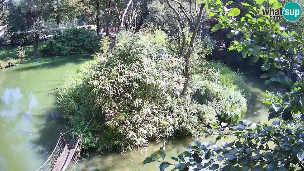 Gibbon à joues jaunes Zoo Ljubljana live cam
