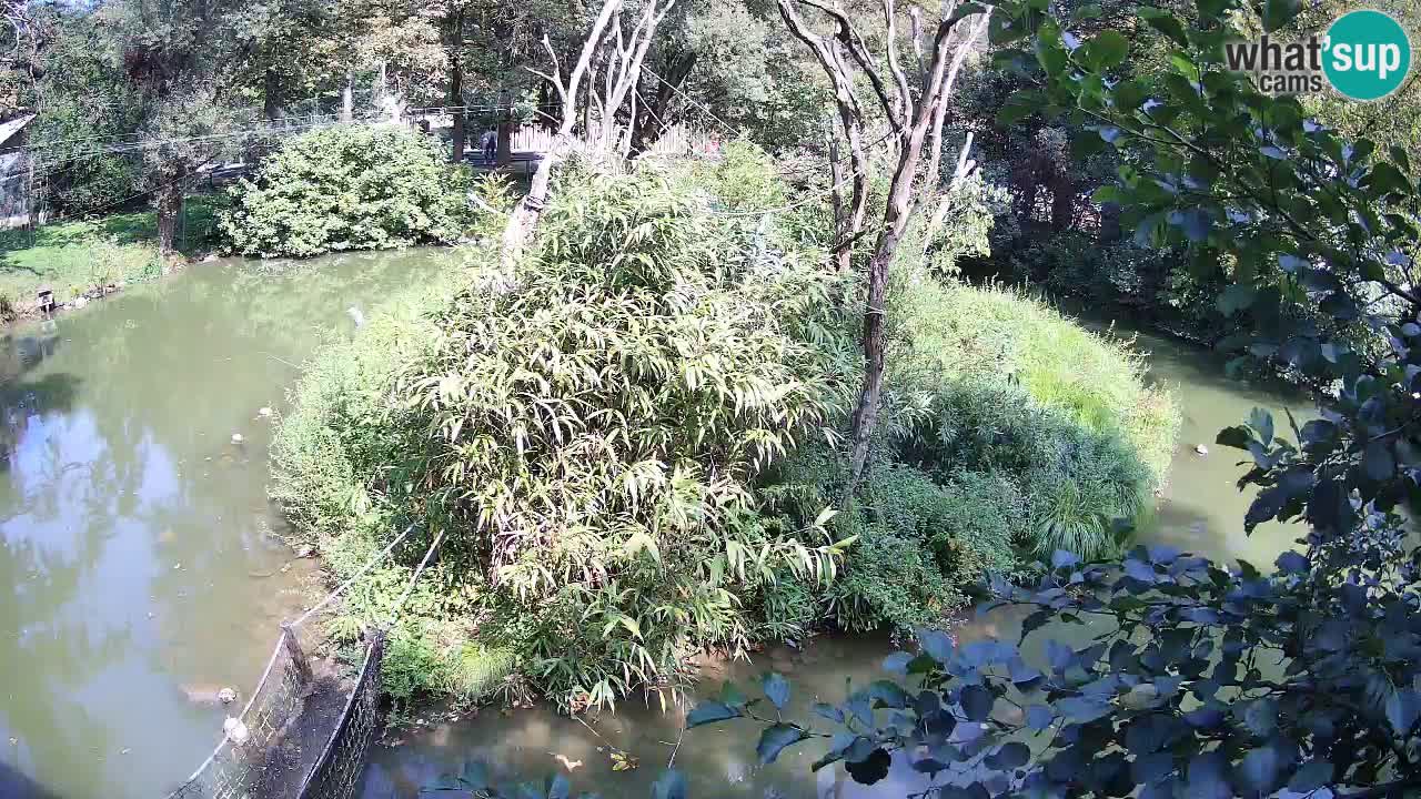 Gibbon à joues jaunes Zoo Ljubljana live cam