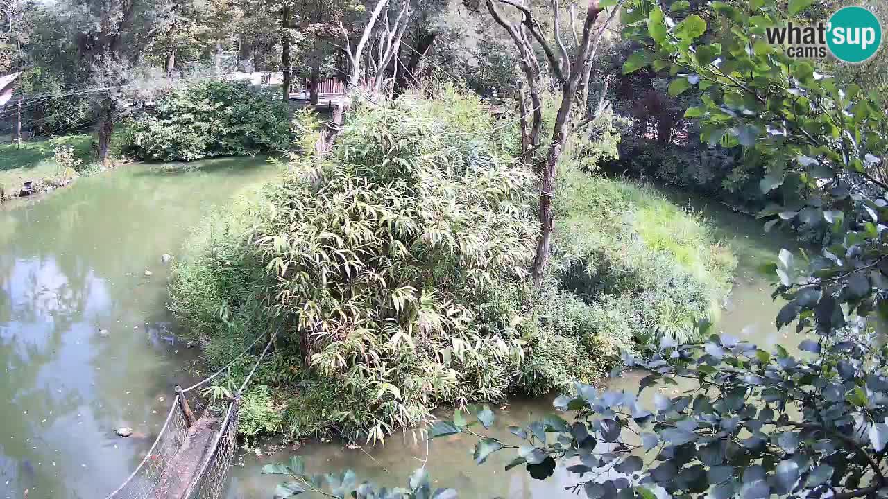 Südlicher Gelbwangen-Schopfgibbon Zoo Ljubljana webcam