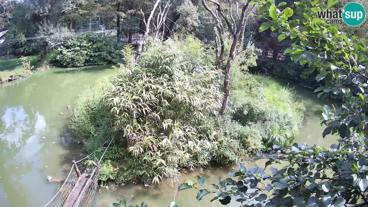 Südlicher Gelbwangen-Schopfgibbon Zoo Ljubljana webcam